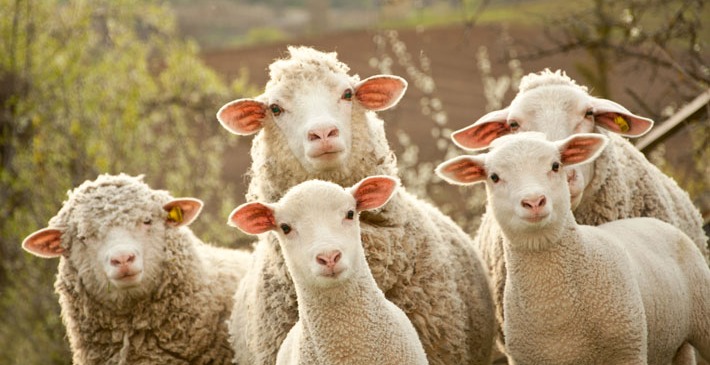 Platinum Meat Growers